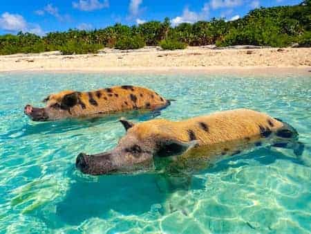 schweine-bahamas-reiseburo-weinheim Schweine auf den Bahamas | Urlaubsengel Reisebüro Weinheim